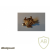 Australian sea turtle - gold pin img25490